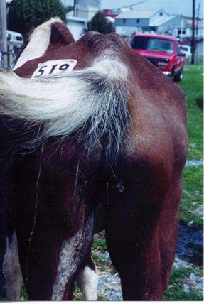 Paint Pony, hip # 519. Rear view, tailhead is clearly visible.