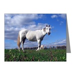 grey horse notecard