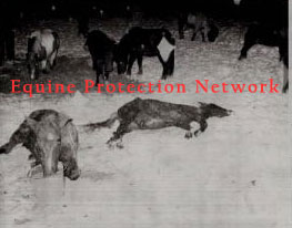  Horse too weak to rise eats from a bucket. A dead horse lies in the snow.