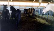Horses collected form various sales and dropped off at the New Holland auction for a killer buyer. Notice the filth that these horses are standing in.