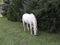 Randy grazes