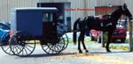 Amish buggy/carriage horse.
